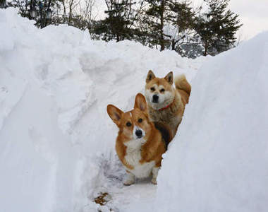 韓《江陵大雪》雪積到腰的高度要怎麼清啊......