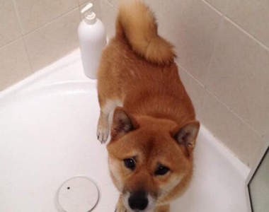 困惑顏柴犬《Tora》馬麻我可以不要洗澡嗎～(・´ω`・)