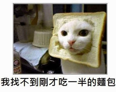 日本網友《貓的神吐槽》每句話都超到位www