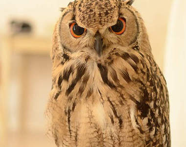 《貓頭鷹咖啡廳》大人氣 純白色調的夢幻店面也登場