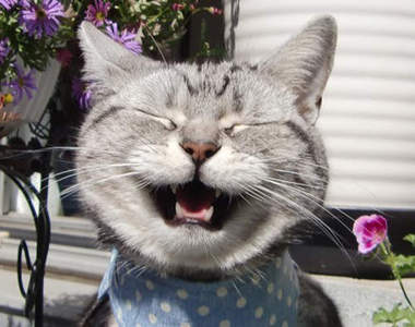 《貓的笑出來》笑咪咪表情實在是太可愛啦♥