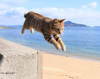 《跳躍中的貓》照片特輯，感覺有種駭客任務般的帥氣呢...