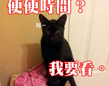 《貓奴才懂的事》不可質疑你的貓神Φ౪Φ