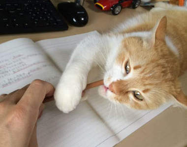 《書桌上的貓》難怪人家的暑假作業怎麼都寫不完（誤）