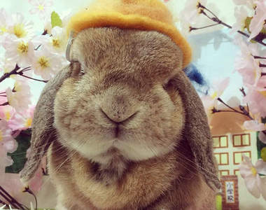 《呆萌垂耳兔》圓滾滾的樣子好想捏捏牠