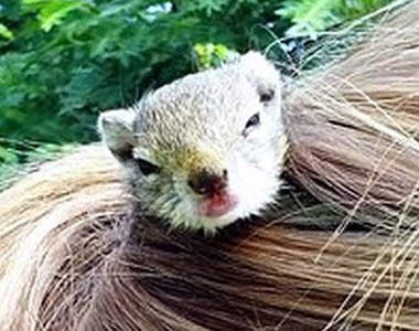 古椎《寄宿松鼠》牠的窩不在樹上而是在主人的...