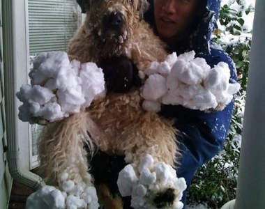 玩雪玩成《雪球狗》你也算是奇葩啦