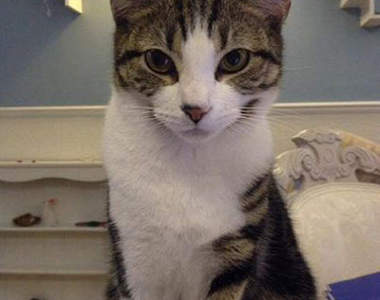 英國首家《貓咖啡廳》開幕 11隻貓貓坐鎮等你來~