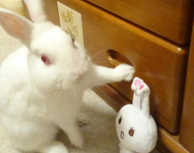 各種《牆壁咚》看來看去還是小動物的最可愛了