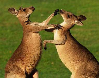 《袋鼠街頭格鬥》原來電玩裡都是真的(((ﾟдﾟ)))