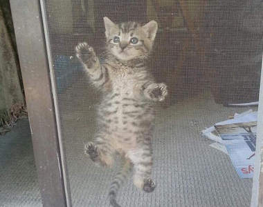 《貓的紗窗控》你絕對沒想過原來紗窗這麼好玩啊wwww