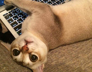 《貓咪霸佔鍵盤的理由》就算不知道理由也一樣能原諒牠的霸道ww