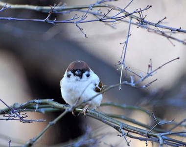 《白化麻雀》根本就是一顆大福嘛