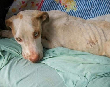 比特犬《Davi救援記》我的淚水又再一次潰堤ಥ_ಥ