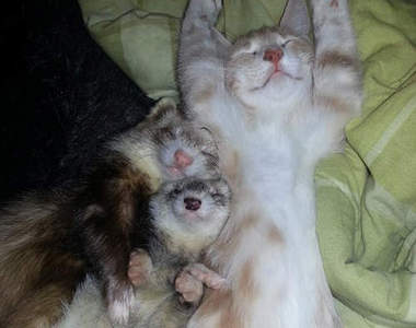 「當我們睡在一起」兩隻雪貂和新朋友貓咪的睡相超級萌♥