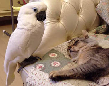 《鸚鵡與貓》鸚鵡揪竟想要對貓貓做甚麼呢＞／／／／＜