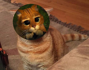 貓的~《鞋貓劍客真貓版》原來是你演的嗎?!