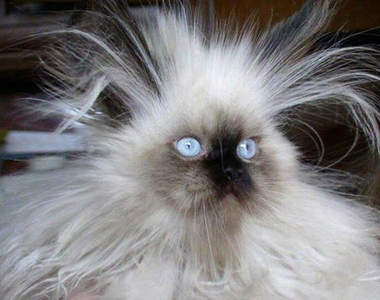 《可笑貓咪》裝可愛卻完全失敗www