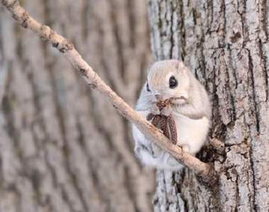 《飛鼠的飛行瞬間》整個世界就在滑行間被療癒了♥