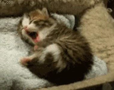 《喵星人睡姿》怎麼可以萌的這麼不可理喻啊