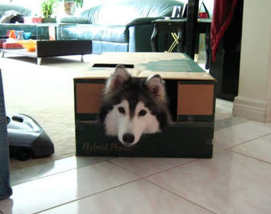 以為自己是貓咪的狗狗《Tally》果然也喜歡紙箱(´艸 `*)