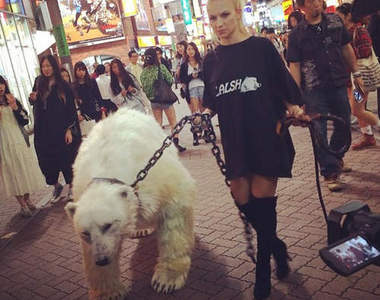 澀谷街頭《散步中的北極熊》發現 大騷動的真相揪竟是~?