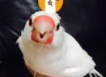 《鳥呆毛》文鳥頭上冒出了呆毛~讓人好想拔σ`∀´)σ 《鳥呆毛》文鳥頭上冒出了呆毛~讓人好想拔σ`∀´)σ