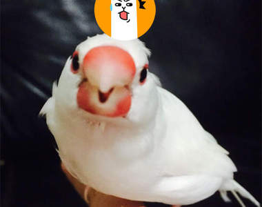 《鳥呆毛》文鳥頭上冒出了呆毛～讓人好想拔σ`∀´)σ