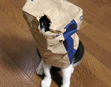 超有事《袋子貓》紙袋塑膠袋購物袋~只要貓咪愛鑽的都是好袋袋