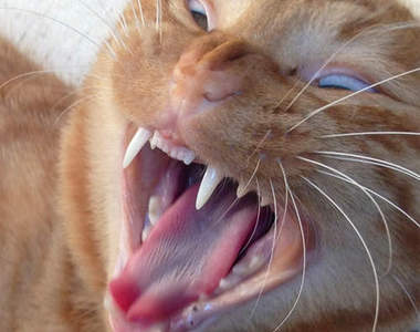 《貓咪打哈欠》的瞬間　哪...哪裡來的惡魔Ψ(｀∀´)Ψ