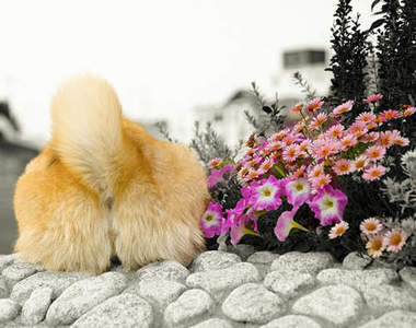 《毛絨絨屁屁選手權》人氣柴犬丸太郎呼朋引伴曬屁屁♥