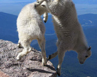 山羊之所以叫山羊　真是飛簷走壁的高手呀（嘆）