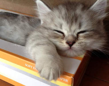 《貓的面紙盒》但可以不要把我抽出來嗎（塞）