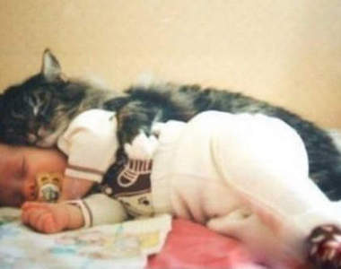 《貓保母》這樣的保母太萌太犯規拉