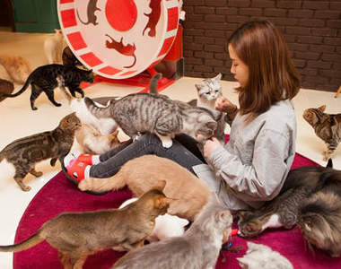 首爾《貓咖啡廳》被喵咪簇擁的感覺好誘人>///<