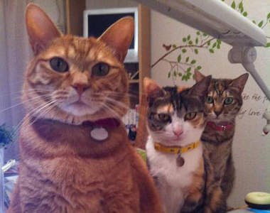 主人只做了一件事情　這些貓咪竟然就這樣對他www