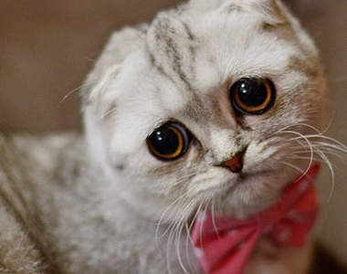 鬱卒貓《小P》心事重重的表情也太讓人心疼惹啦～（抱緊）