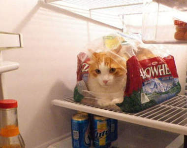 貓咪總能找到最舒適的地方　不需要人類多操心（不屑）