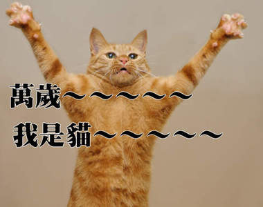 《下輩子投胎當家貓的20個理由》JOJO、我不當人類了喵 ΦᴥΦ
