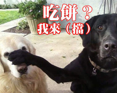 《狗痴才懂的事》永遠長不大的狗寶貝(❍ᴥ❍ʋ)