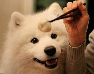 汪星人《吃貨的眼神》給我吃給我吃啊>口<(口水)