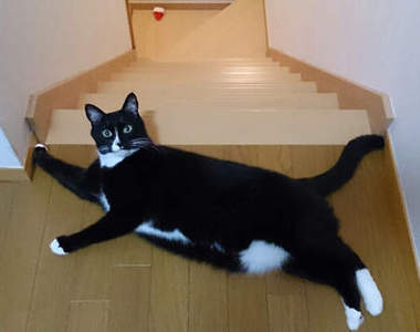 《擋路貓》此貓太萌！禁止通行！ε-(-∀-///)