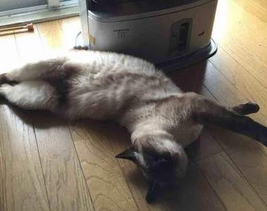 《暖房裡面融化的貓》在冷天的暖爐房裡面喵星人會發生什麼事呢？