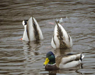 《治癒鴨屁屁》萌萌的鴨屁屁也是超治癒