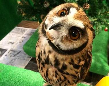 日本《貓頭鷹咖啡廳照片集》看到這些照片之後好像有種奇怪的開關被打開了