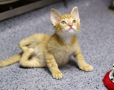 《w腳小貓》重獲新生的故事太催淚了T^T