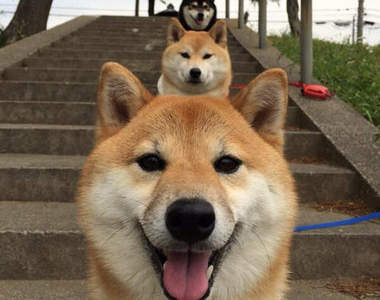 超可愛《三柴丸子》被柴柴包圍的生活也太幸福惹吧♥