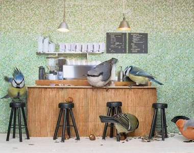 《什麼鳥直播》壁爐看膩了這次換看鳥XDD