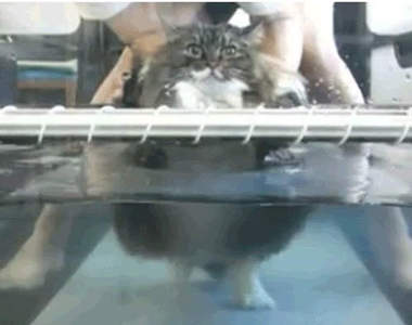 有一點《驚嚇動圖》小心下一秒爆笑出來喔～