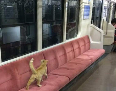 《貓的大冒險》坐上電車的貓咪到底要去哪呢？